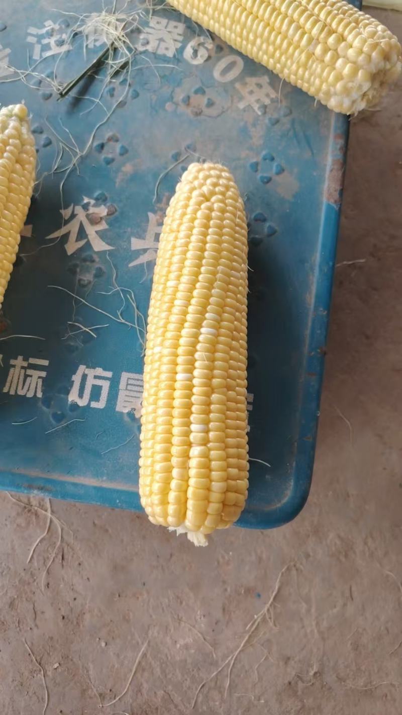 水果玉米，黏玉米大量有货，基地直发米粒饱满，欢迎全国各地