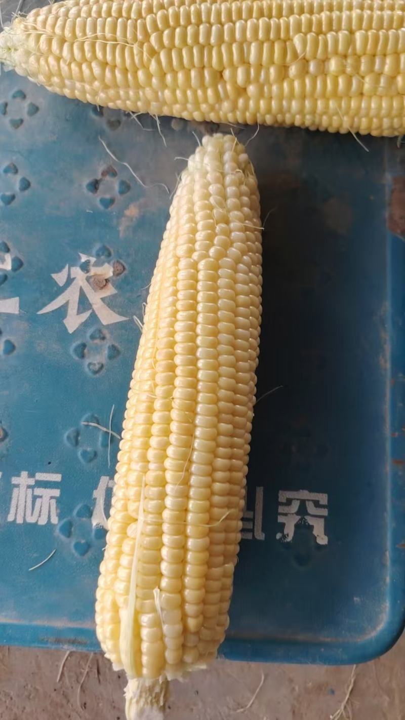 水果玉米，黏玉米大量有货，基地直发米粒饱满，欢迎全国各地