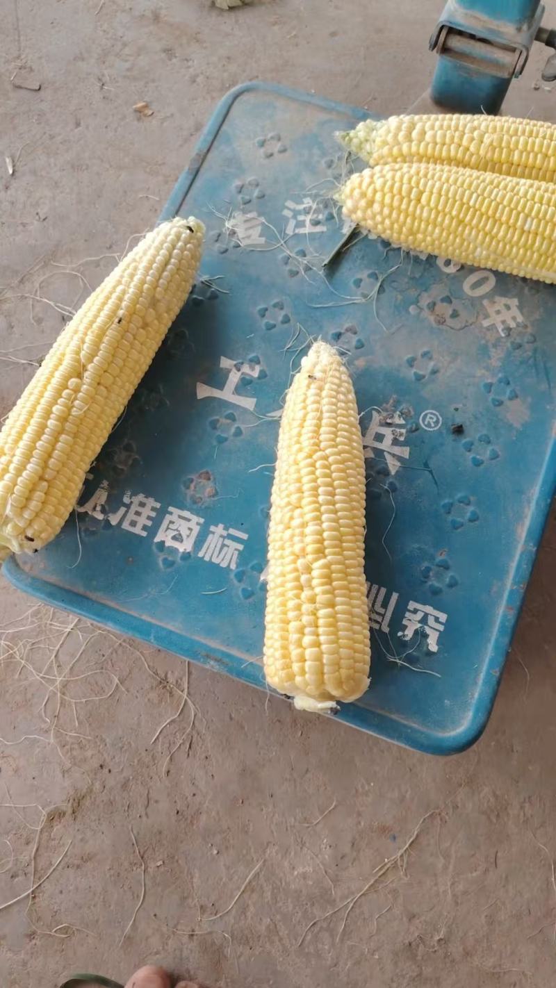 水果玉米，黏玉米大量有货，基地直发米粒饱满，欢迎全国各地