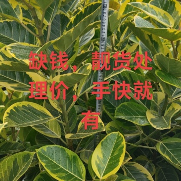 盆景黄金榕一米到一米六