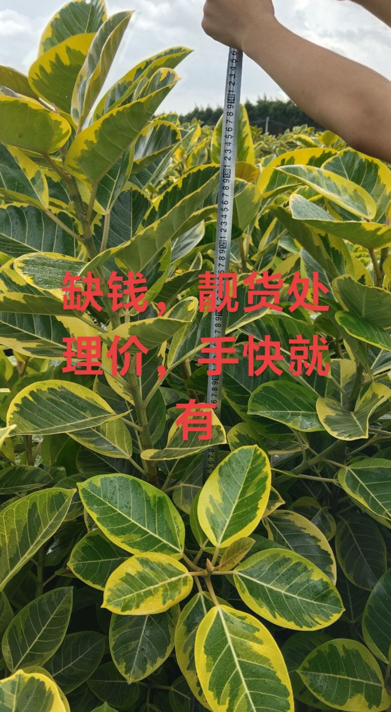 盆景黄金榕一米到一米六