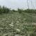 康乐7号沙地西瓜