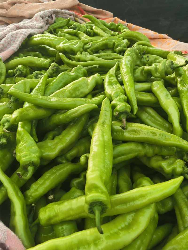 泡椒