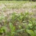 【高山改良白术芽头】海拔1200米，预定中