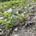 【高山改良白术芽头】海拔1200米，预定中