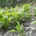 【高山改良白术芽头】海拔1200米，预定中