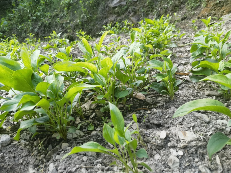 【高山改良白术芽头】海拔1200米，预定中