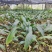云南本地精品大宽叶毛慈姑果夹