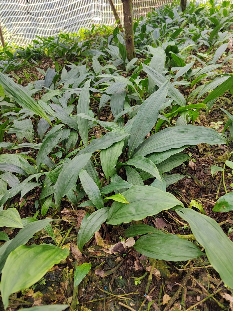 云南本地精品大宽叶毛慈姑果夹