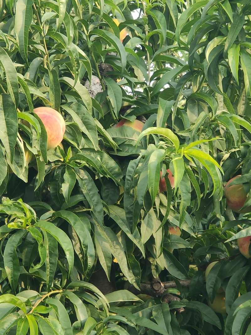 山西运城万荣万亩桃园毛桃大量上市