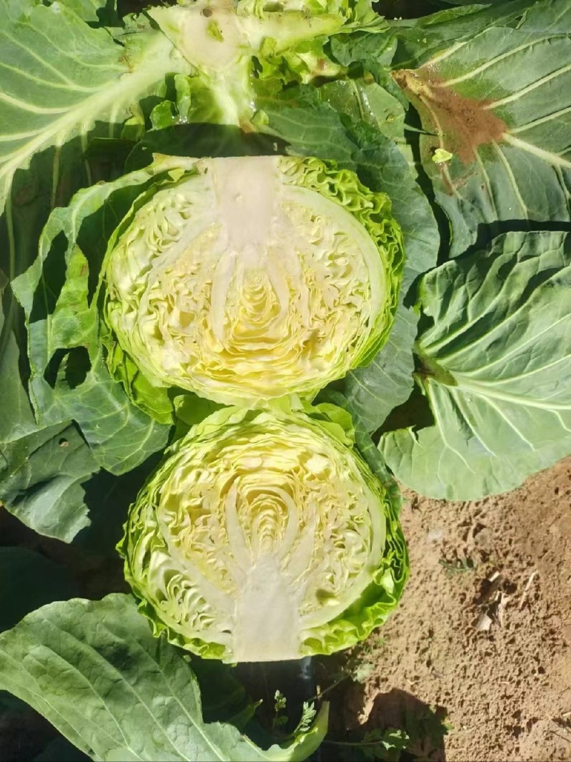 产地直发园包菜袋装散装