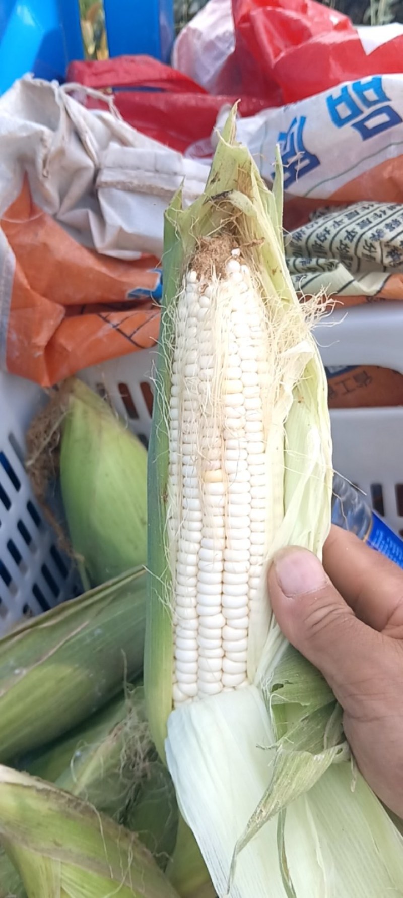 玉米