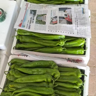 陕西精品牛角椒，螺丝椒大量上市价格优惠便宜