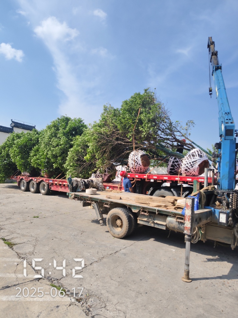 丛生香橼树，丛生香泡，大量供应，支持线上保障交易