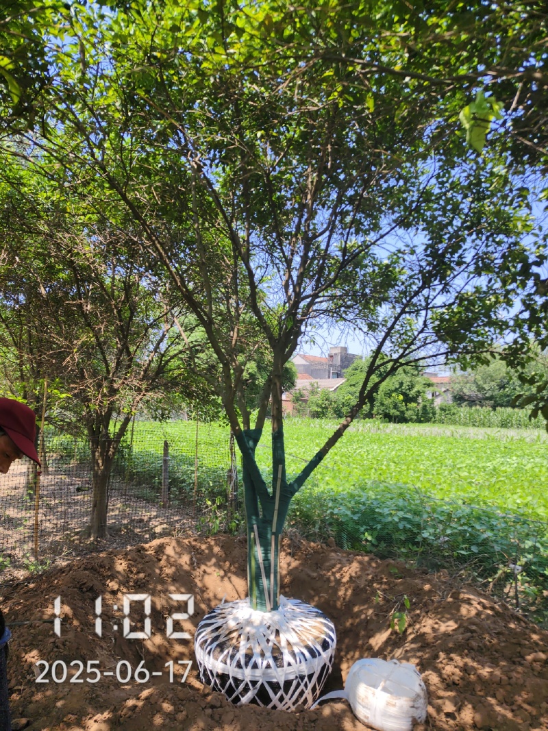 丛生香橼树，丛生香泡，大量供应，支持线上保障交易