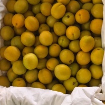 珍珠油杏