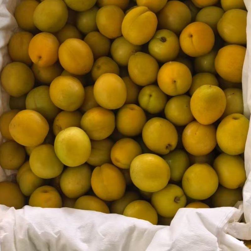 珍珠油杏