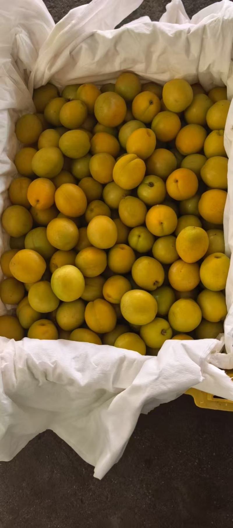 珍珠油杏