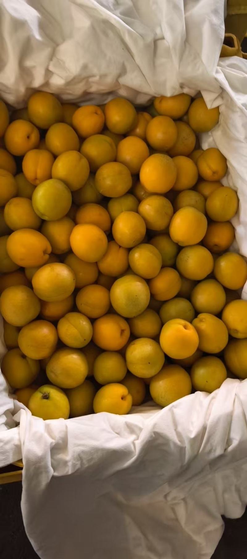 珍珠油杏