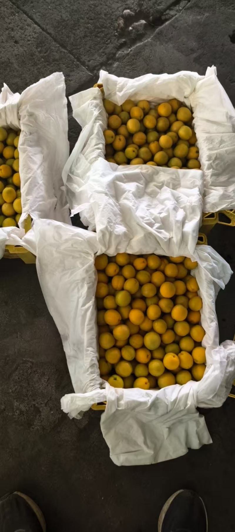 珍珠油杏