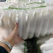 陕北定边精品白萝卜大量供应中，物美价廉