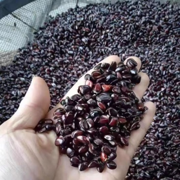 八月瓜种子春秋冬季庭院种植水果八月瓜
