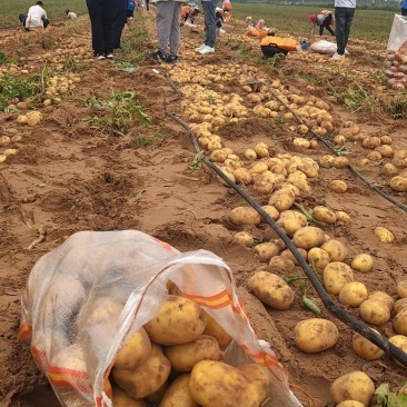 土豆沙漠种植，大量上市，欢迎全国客户前来参观选购