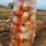 土豆沙漠种植，大量上市，欢迎全国客户前来参观选购