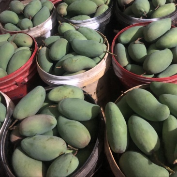 大青芒果