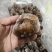 批发优质冻品球参源头直供海鲜水产冷冻海参球量大从优