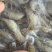 速冻河虾4～6公分货量较大规格较多欢迎来问价