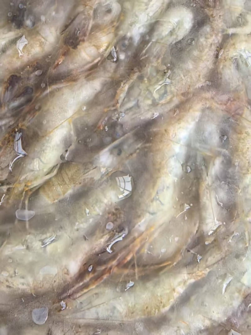 速冻河虾4～6公分货量较大规格较多欢迎来问价