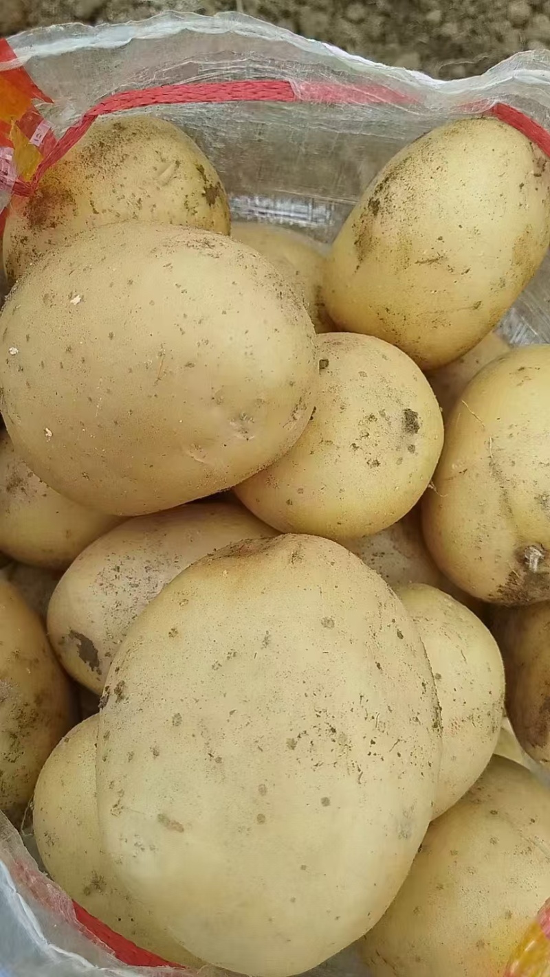 精品黄心土豆，河南开封一手货源。