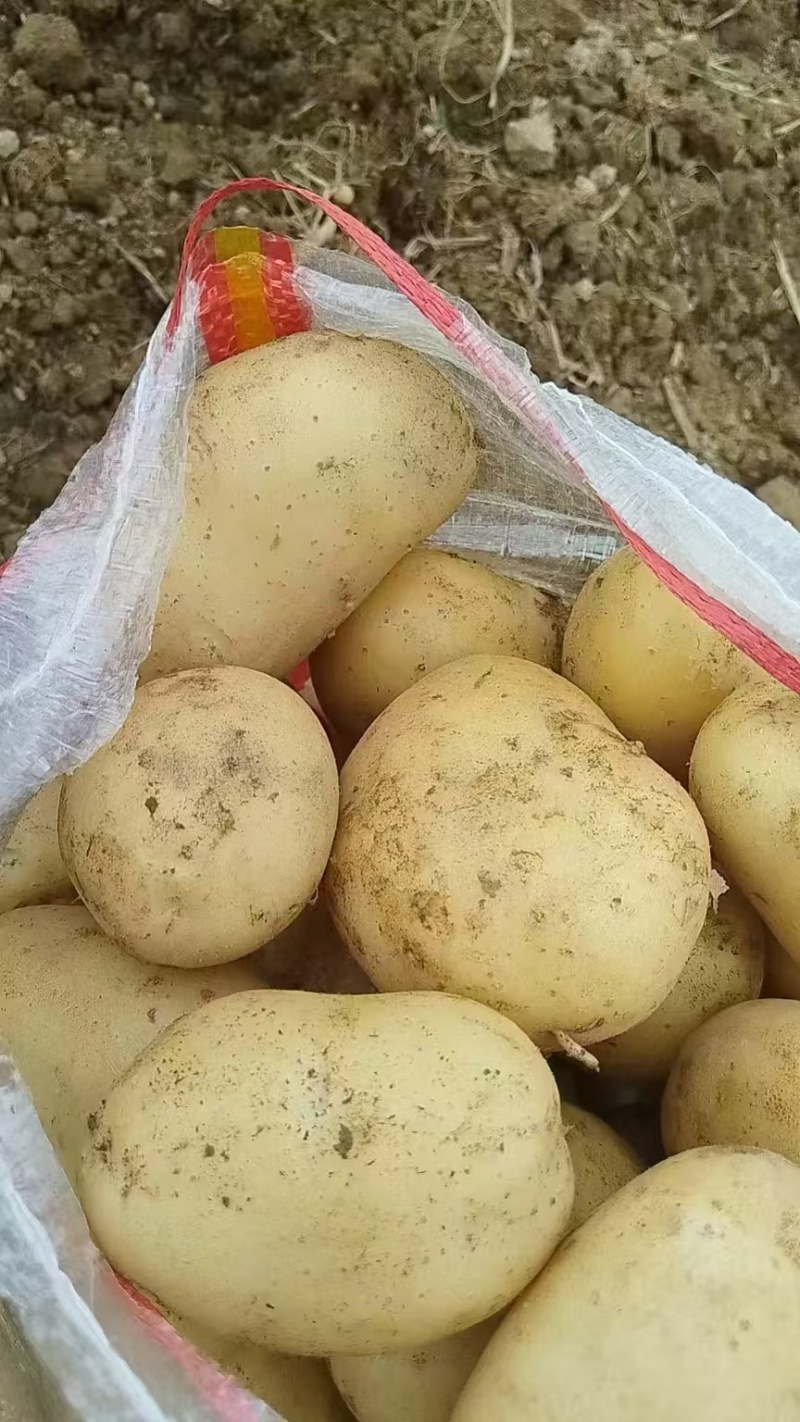 精品黄心土豆，河南开封一手货源。