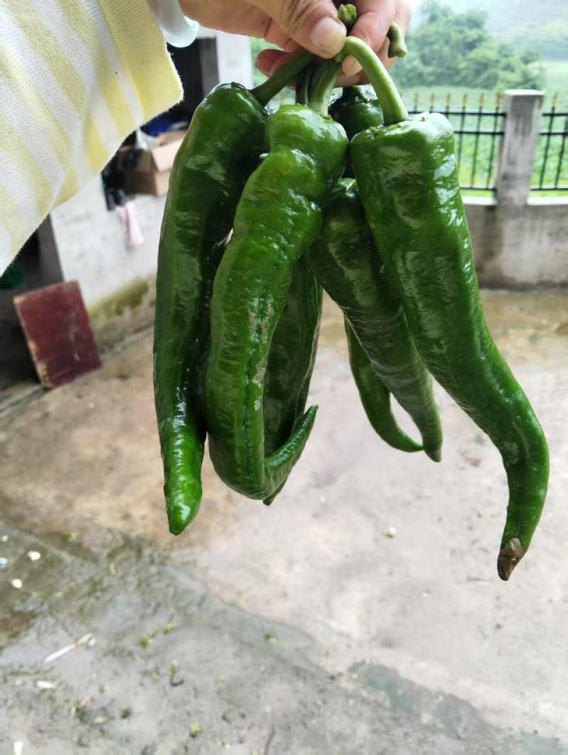 牛角椒