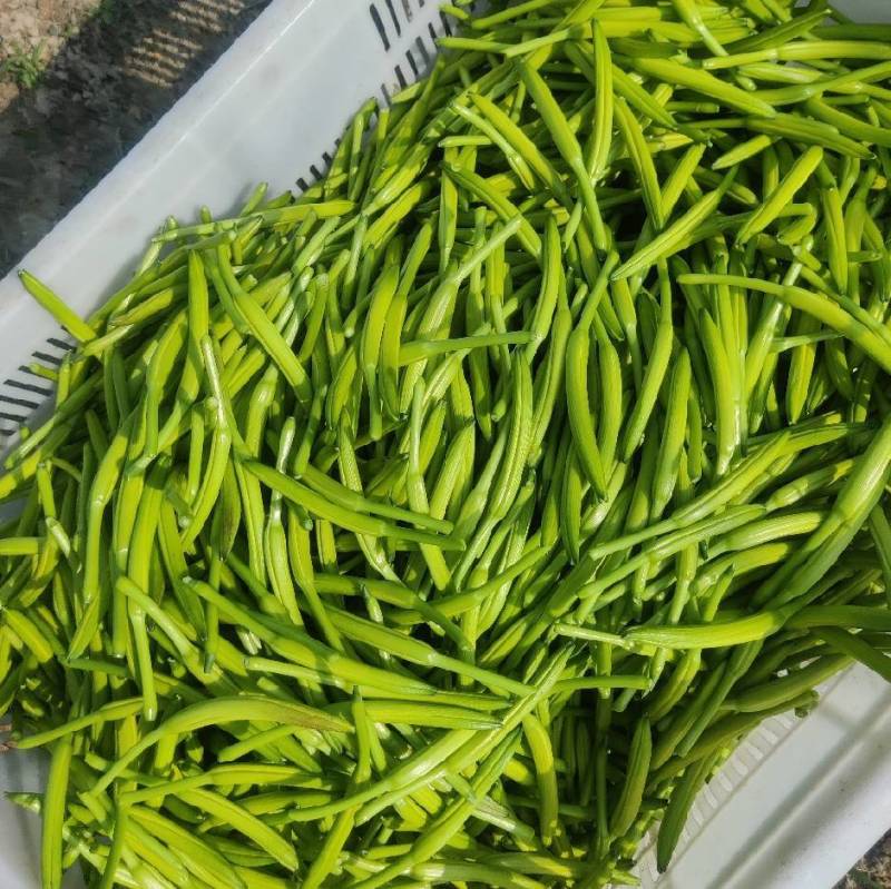 黄花菜产地直销
