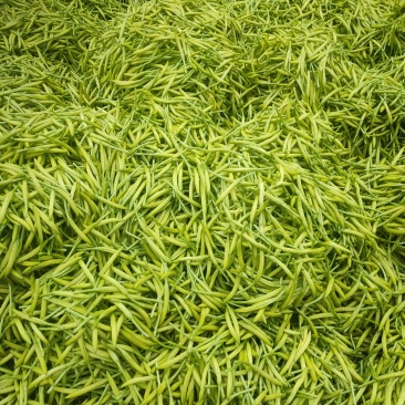 黄花菜产地直销