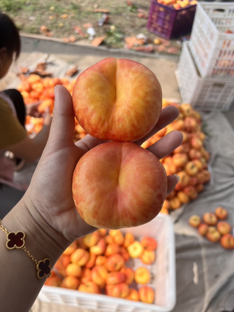 彩虹蟠桃
