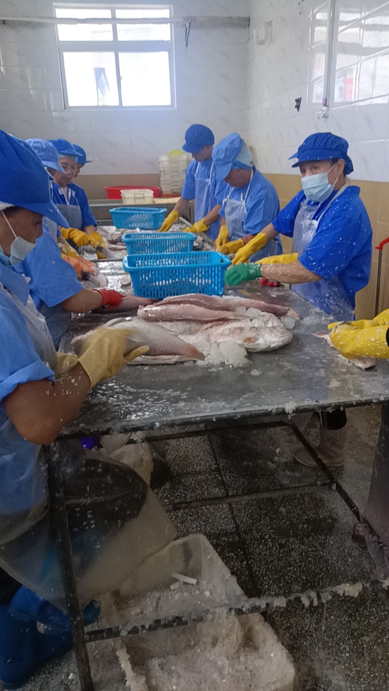 海南鳗鱼