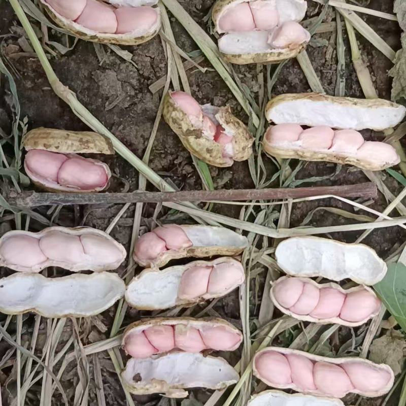 四粒红鲜花生