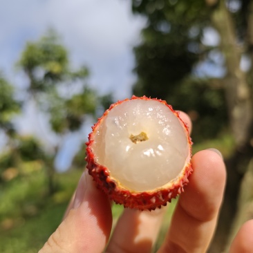 广东从化桂味荔枝
