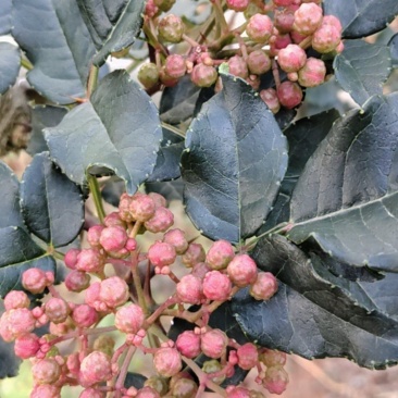 甘肃陇南花椒