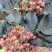 甘肃陇南花椒