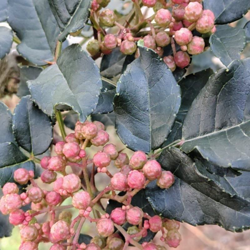 甘肃陇南花椒