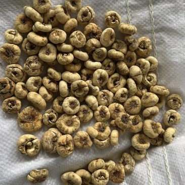 新鲜的平贝母️