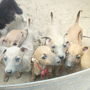 格惠幼犬