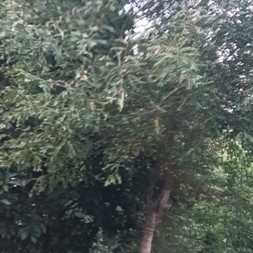 皂角树求售