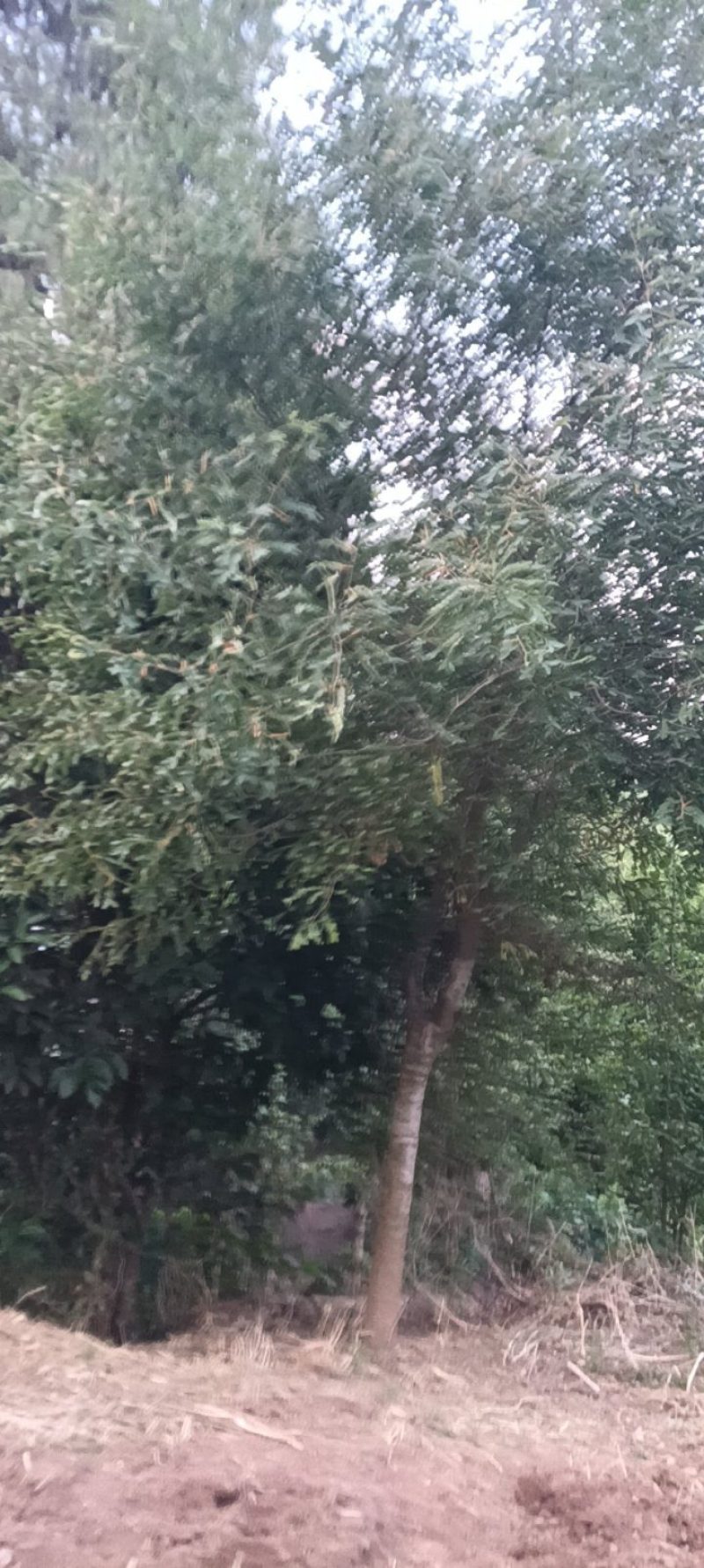 皂角树求售