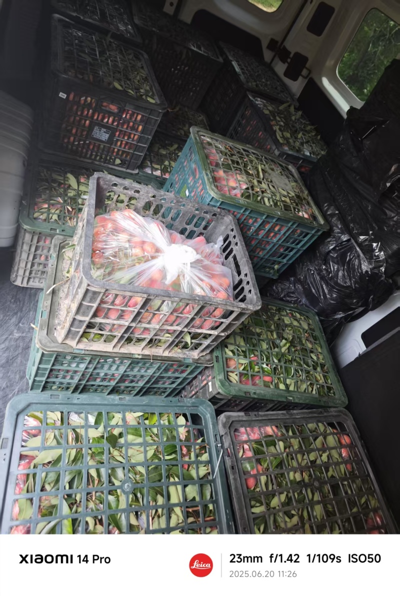粤西桂味，电商A级果，下单就上园采摘