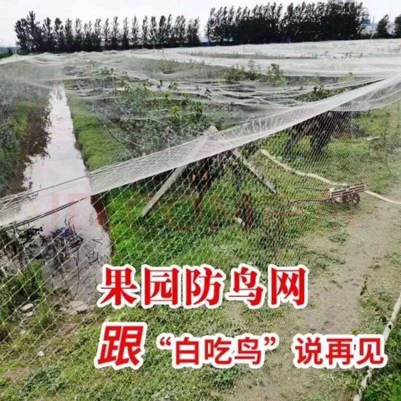 防鸟网尼龙加粗大棚果树樱桃专用葡萄稻谷果园养殖鱼塘尼龙网